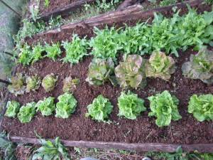 Growing vegetables in Biochar